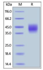 Rhesus macaque SLAMF7 on SDS-PAGE under reducing (R) condition. The gel was stained overnight with Coomassie Blue. The purity of the protein is greater than 90%.